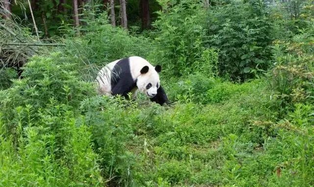 ayx爱游戏体育官方网站宝兴坐落在山水间的熊猫之城风景令人沉醉！(图3)